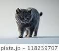 灰色の猫 118239707
