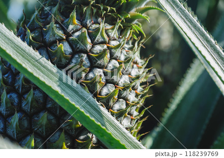 Pineapple grow on tree in garden Pineapple grow on tree in garden 118239769