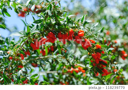 Goji berry fruits and plants in sunshine field Goji berry fruits and plants in sunshine field 118239770