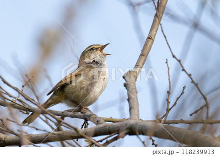 早春の柳の枝で高らかに鳴くウグイス 118239913