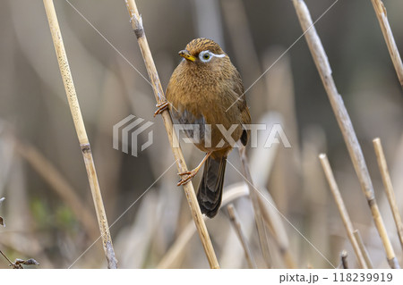 目の周りのリングが可愛いガビチョウ 目の周りのリングが可愛いガビチョウ 118239919