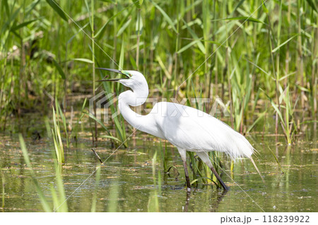 小さなオタマジャクシをゲットした青い額のダイサギ 118239922