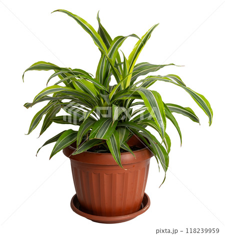 A Beautifully Vibrant Indoor Plant Featuring Striped Leaves Nestled in a Brown Pot 118239959