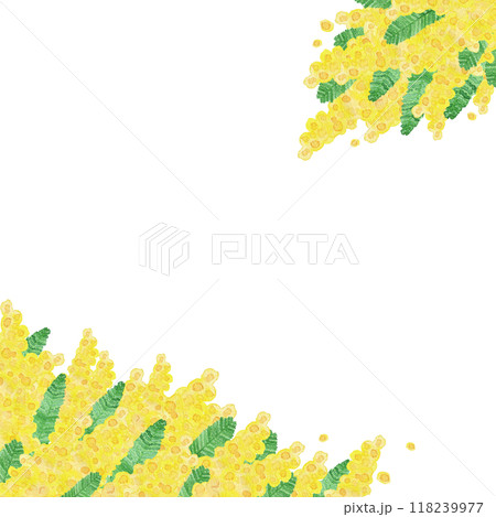 水彩で手描きした花:フレーム2:3月8日は「国際女性デー」「ミモザの日」女性を象徴する花 水彩で手描きした花:フレーム2:3月8日は「国際女性デー」「ミモザの日」女性を象徴する花 118239977
