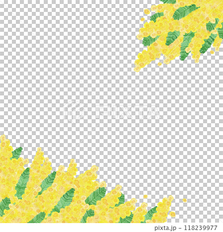 水彩で手描きした花:フレーム2:3月8日は「国際女性デー」「ミモザの日」女性を象徴する花 水彩で手描きした花:フレーム2:3月8日は「国際女性デー」「ミモザの日」女性を象徴する花 118239977