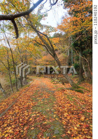 比叡山の登山道 比叡山の登山道 118240192