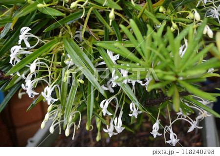 令和六年良い香りのフウランが咲いた 118240298