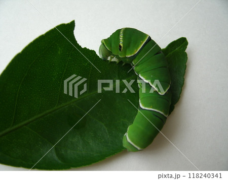 キンカンの葉を食べるアゲハチョウ(ナミアゲハ)の終齢幼虫 118240341