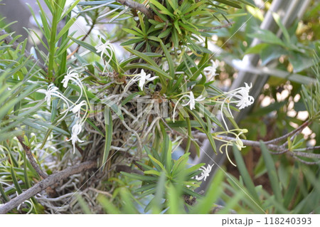 令和六年良い香りのフウランが咲いた 118240393