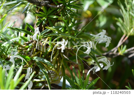 令和六年良い香りのフウランが咲いた 118240503