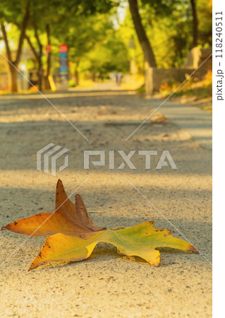 A fallen leaf of yellow-green maple tree that lies on a rough concrete surface of small pebbles on a pedestrian walking road closeup with a perspective. A symbol of the coming autumn, oblivion, blues. 118240511