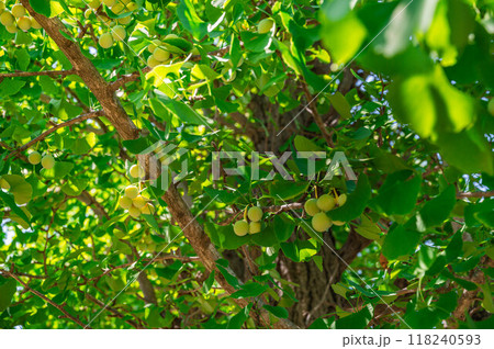 イチョウの実 118240593