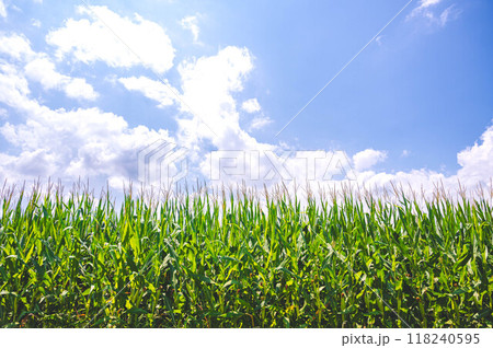 夏空とデントコーン畑 118240595