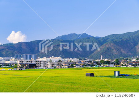 秋の収穫前の田んぼ 松本市 秋の収穫前の田んぼ 松本市 118240607