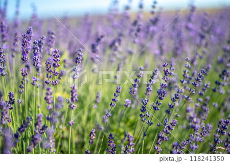 A field of lavender flowers with a bright blue sky in the background 118241350