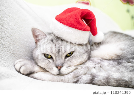 Scottish straight Christmas cat in a red santa hat sleeps on a white blanket. Pets, Christmas stories with pets. 118241390