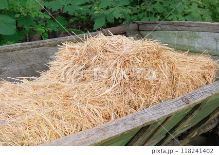 Hay in a vintage cart. Countryside. Wagon with haystacks. Organic gardening. 118241402