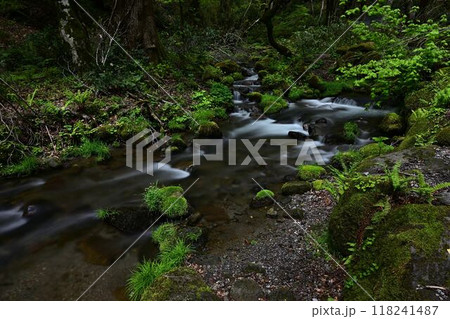 新緑の木谷沢渓流 新緑の木谷沢渓流 118241487
