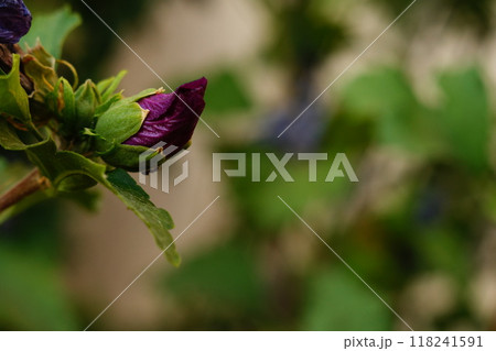 Bright pink flower of Syrian Hibiscus tree close-up on sunny summer day on blue sky background and blurred background of tree crown leaves. Ornamental varieties of large plants for landscape design. Bright pink flower of Syrian Hibiscus tree close-up on sunny summer day on blue sky background and blurred background of tree crown leaves. Ornamental varieties of large plants for landscape design. 118241591