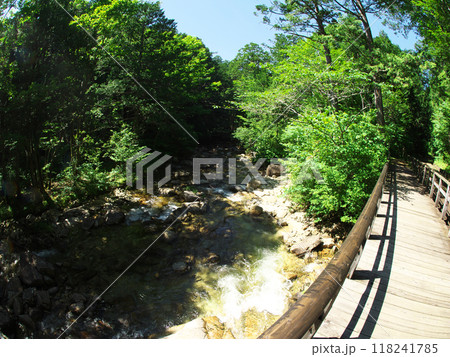 新緑の中を流れる清流と遊歩道 118241785