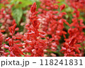 赤く色づく満開のサルビア1 118241831
