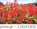 赤く色づく満開のサルビア2 118241832