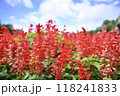赤く色づく満開のサルビア3 118241833