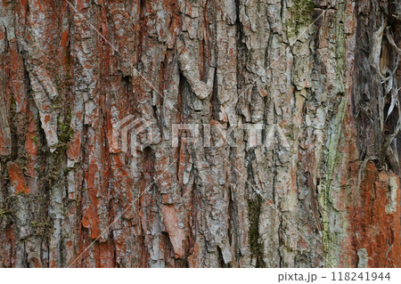 Trunk of old tree with brown bark. Nature in botanical park. Background for design. Trunk of old tree with brown bark. Nature in botanical park. Background for design. 118241944