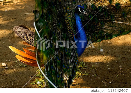 Turning blue peacock with spread out tail in zoo walking in nature reserve. Turning blue peacock with spread out tail in zoo walking in nature reserve. 118242407