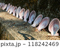 並べられた二枚貝の貝殻 118242469