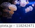 タコクラゲ 118242471