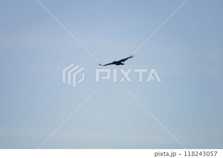 空を飛ぶトンビ 118243057