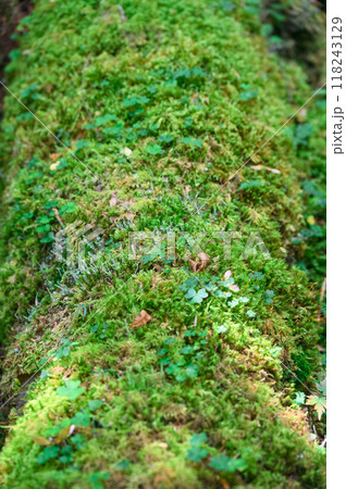 緑豊かなコケのクローズアップ 118243129