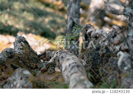 倒木の上に芽吹く若葉、自然の再生力 118243130