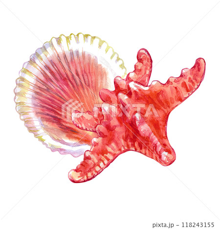 Seashell composition of Starfish and Calico Scallop in watercolor. Marine gastropod mollusks, large sea snails with yellow, red, brown spots and stripes. Scallop bivalve marine mollusk, grooved shell Seashell composition of Starfish and Calico Scallop in watercolor. Marine gastropod mollusks, large sea snails with yellow, red, brown spots and stripes. Scallop bivalve marine mollusk, grooved shell 118243155