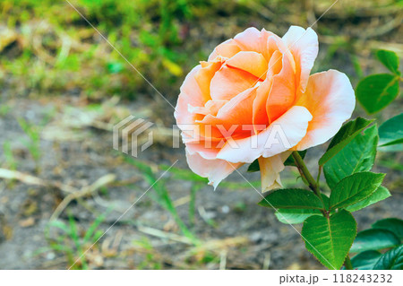 Close-up beautiful rose flower, happy birthday card 118243232