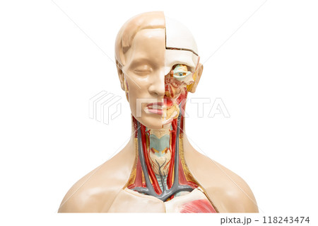 Human model anatomy for medical training course, teaching medicine education. Human model anatomy for medical training course, teaching medicine education. 118243474