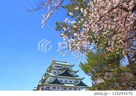 愛知県名古屋市、満開の桜と名古屋城の風景 118244270