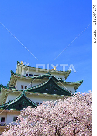 愛知県名古屋市、満開の桜と名古屋城の風景 愛知県名古屋市、満開の桜と名古屋城の風景 118244274