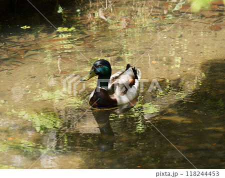 川を泳ぐマガモ 118244453
