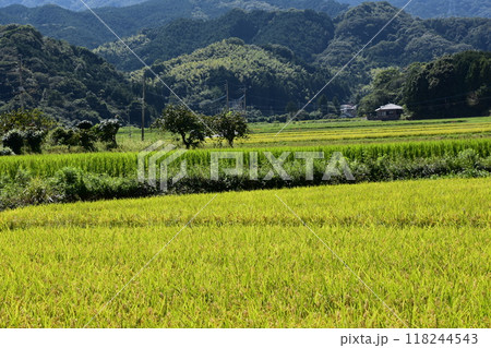 収穫間近の稲穂 118244543