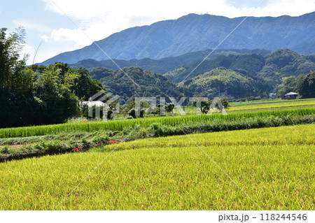 田んぼのあぜ道に咲く彼岸花 118244546