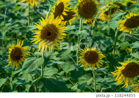 厚木市上荻野のひまわり 厚木市上荻野のひまわり 118244855