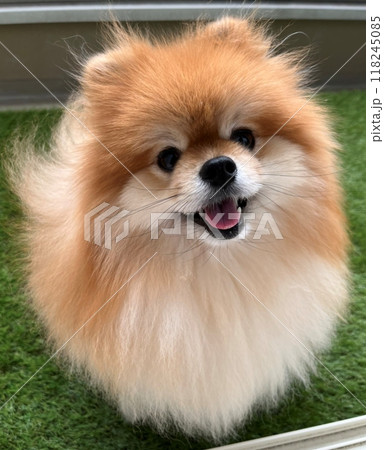 まんまるな瞳と茶色のふわふわ毛が愛らしい、癒しのポメラニアンの至福の瞬間 まんまるな瞳と茶色のふわふわ毛が愛らしい、癒しのポメラニアンの至福の瞬間 118245085