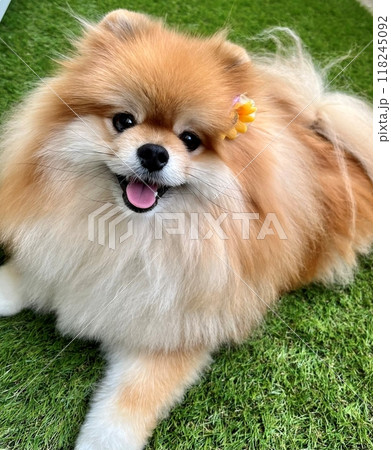 まんまるな瞳と茶色のふわふわ毛が愛らしい、癒しのポメラニアンの至福の瞬間 まんまるな瞳と茶色のふわふわ毛が愛らしい、癒しのポメラニアンの至福の瞬間 118245092
