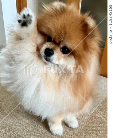 まんまるな瞳と茶色のふわふわ毛が愛らしい、癒しのポメラニアンの至福の瞬間 118245168