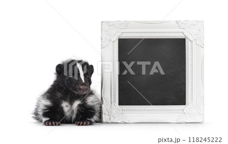 Skunk on white background Skunk on white background 118245222