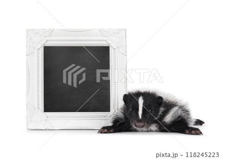 Skunk on white background 118245223
