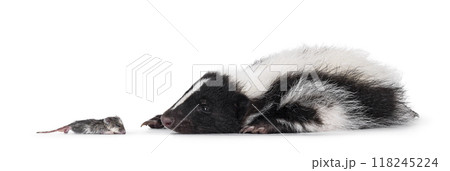 Skunk on white background Skunk on white background 118245224