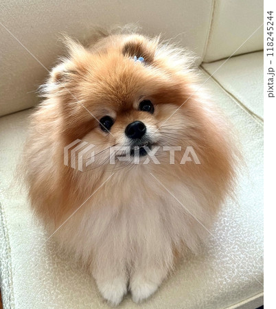 まんまるな瞳と茶色のふわふわ毛が愛らしい、癒しのポメラニアンの至福の瞬間 118245244